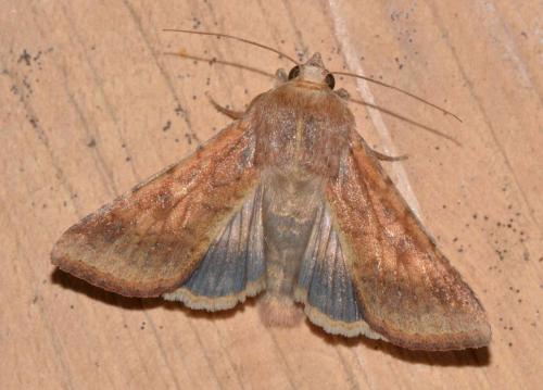 Helicoverpa armigera