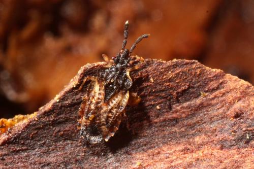 Aradus depressus