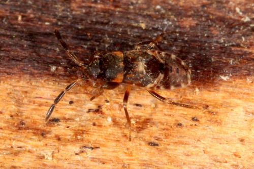 Réf. 155 891 : Scolopostethus sp.