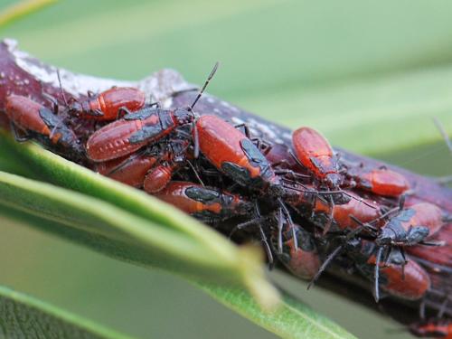 Caenocoris nerii