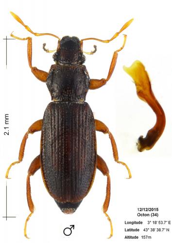 Hydraena bicuspidata