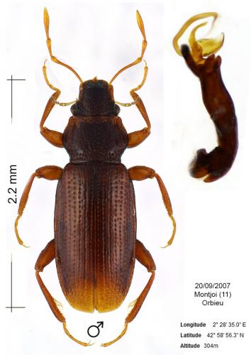 Réf. 155 032 : Hydraena truncata