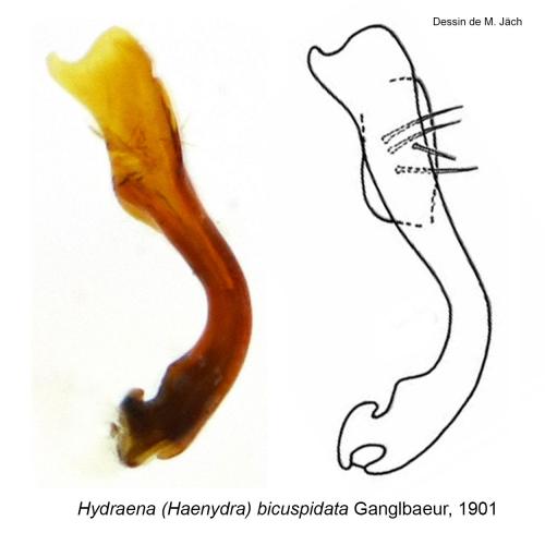 Hydraena bicuspidata