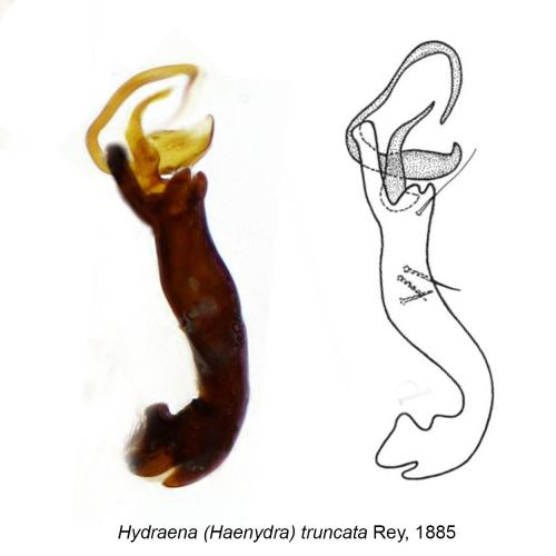 Réf. 155 033 : Hydraena truncata