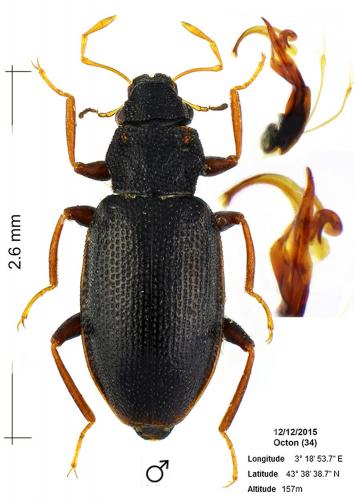 Hydraena carbonaria