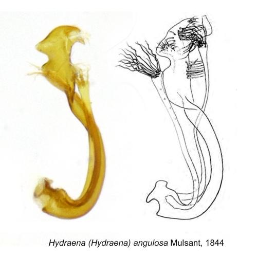 Hydraena rufipennis