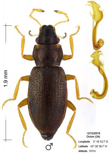 Réf. 155 016 : Hydraena rufipennis