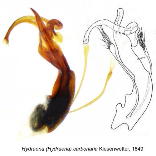 Hydraena carbonaria
