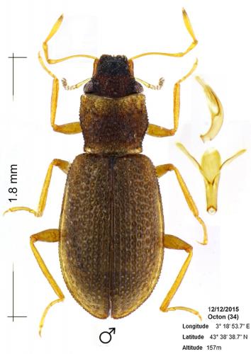 Hydraena testacea
