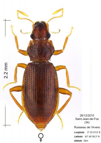 Hydraena truncata