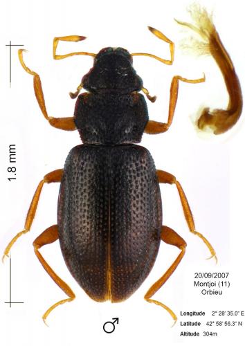 Hydraena nigrita