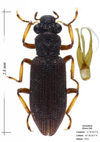 Réf. 155 088 : Hydrochus smaragdineus