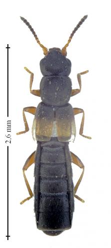 Hygronoma dimidiata