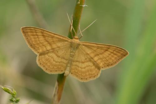 Réf. 155 323 : Idaea ochrata