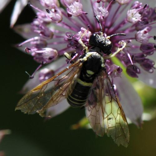 Tenthredo sp.