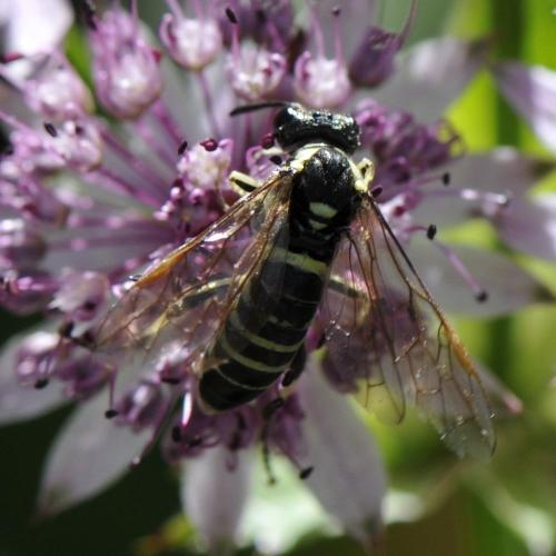 Tenthredo sp.
