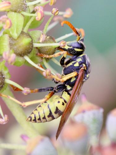 Polistes dominula