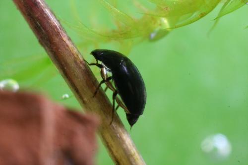 Limnebius furcatus