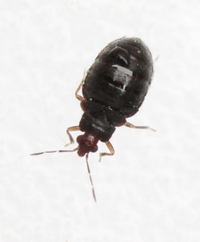 Loricula sp.