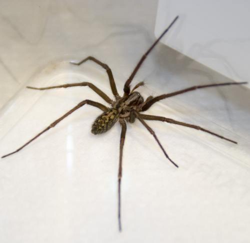 Eratigena atrica