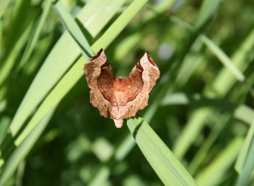 Selenia tetralunaria
