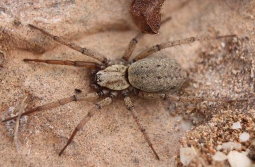 Nomisia sp.