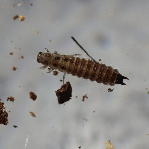 Dasytes sp.
