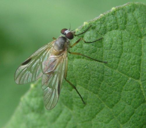 Rhagio lineola