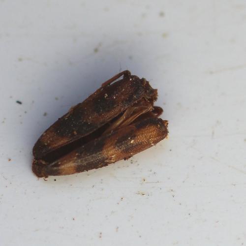 Réf. 155 856 : Hypulus quercinus