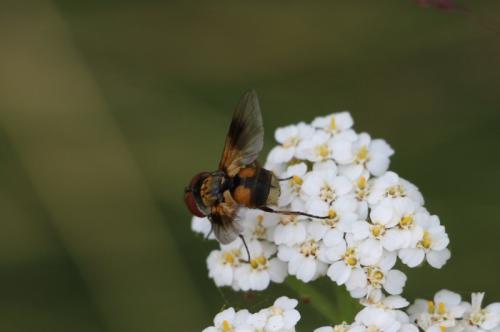 Réf. 155 387 : Ectophasia sp.