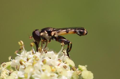 Syritta pipiens