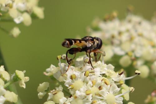 Syritta pipiens