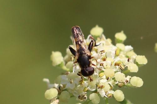 Syritta pipiens