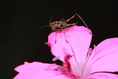Phaneropterinae