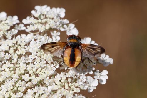 Ectophasia crassipennis