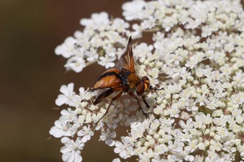 Ectophasia crassipennis
