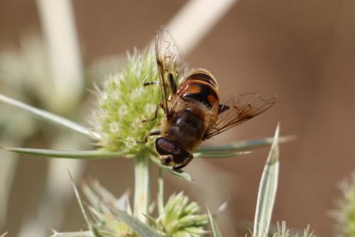 Eristalis tenax