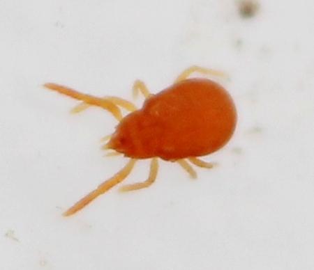 Labidostomma luteum