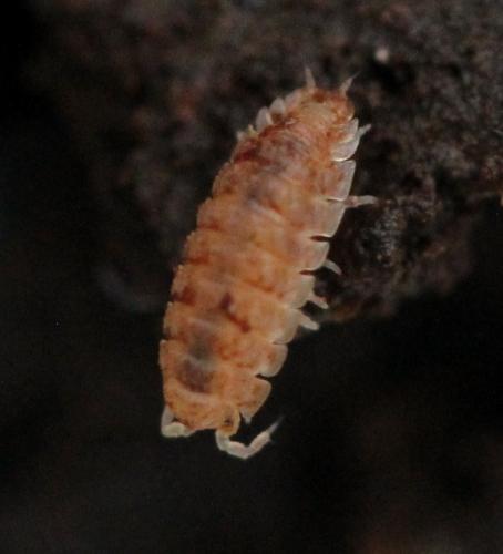 Haplophthalmus sp.