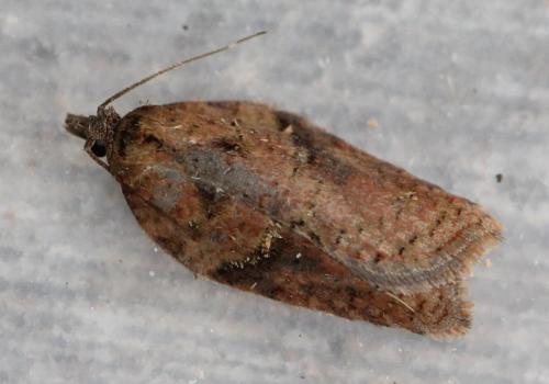 Acleris sp.