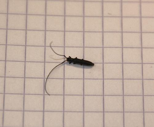 Calamobius filum