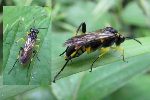 Macrophya montana