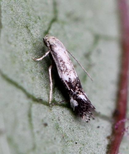 Elachista canapennella