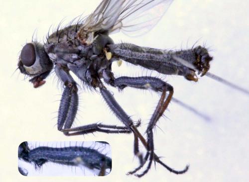 Fucellia tergina