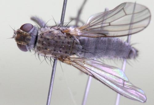 Fucellia tergina