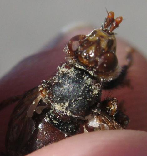 Myopa testacea