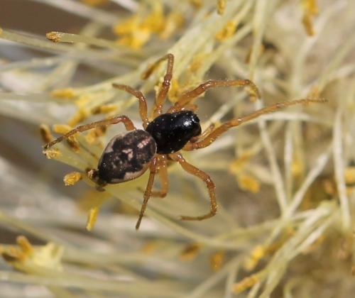 Pachygnatha degeeri