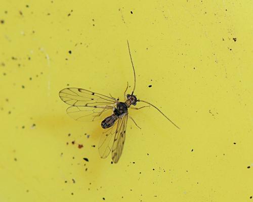 Ectopsocus briggsi