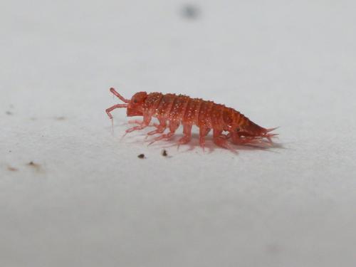 Androniscus dentiger