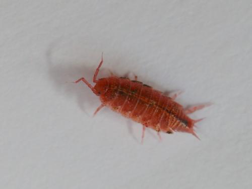 Androniscus dentiger